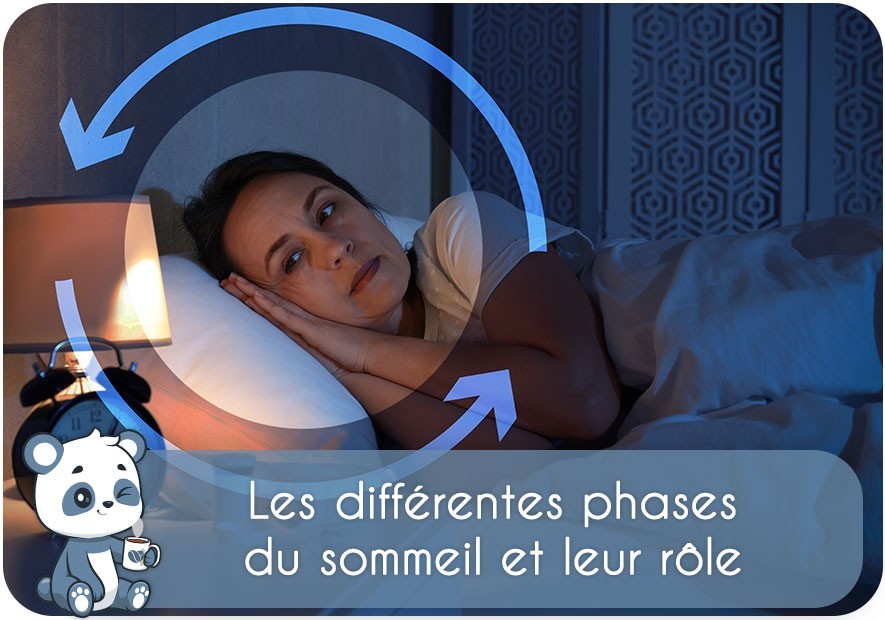 Les différentes phases du sommeil et leur rôle | cycle, durée, adulte