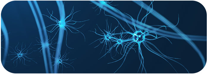 régénération neurones